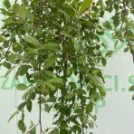 Vŕba rakytová (Salix caprea) ´KILMARNOCK´ - výška 170-180 cm, kont. C3L - NA KMIENKU